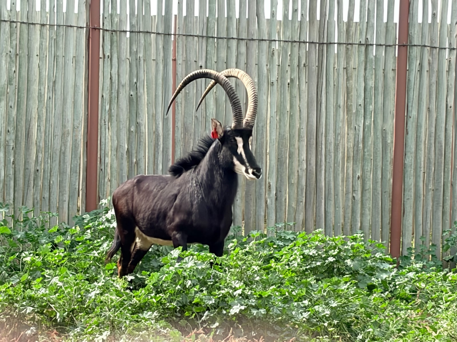 47 3/8" Sable bull